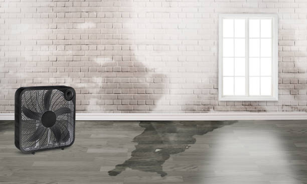 Best Water damage restoration near me  in North Key Largo, FL